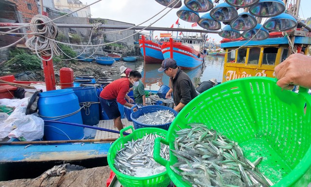 Quảng Ngãi: Kiên quyết, không nhân nhượng trong xử lý  các trường hợp vi phạm IUU- Ảnh 1.